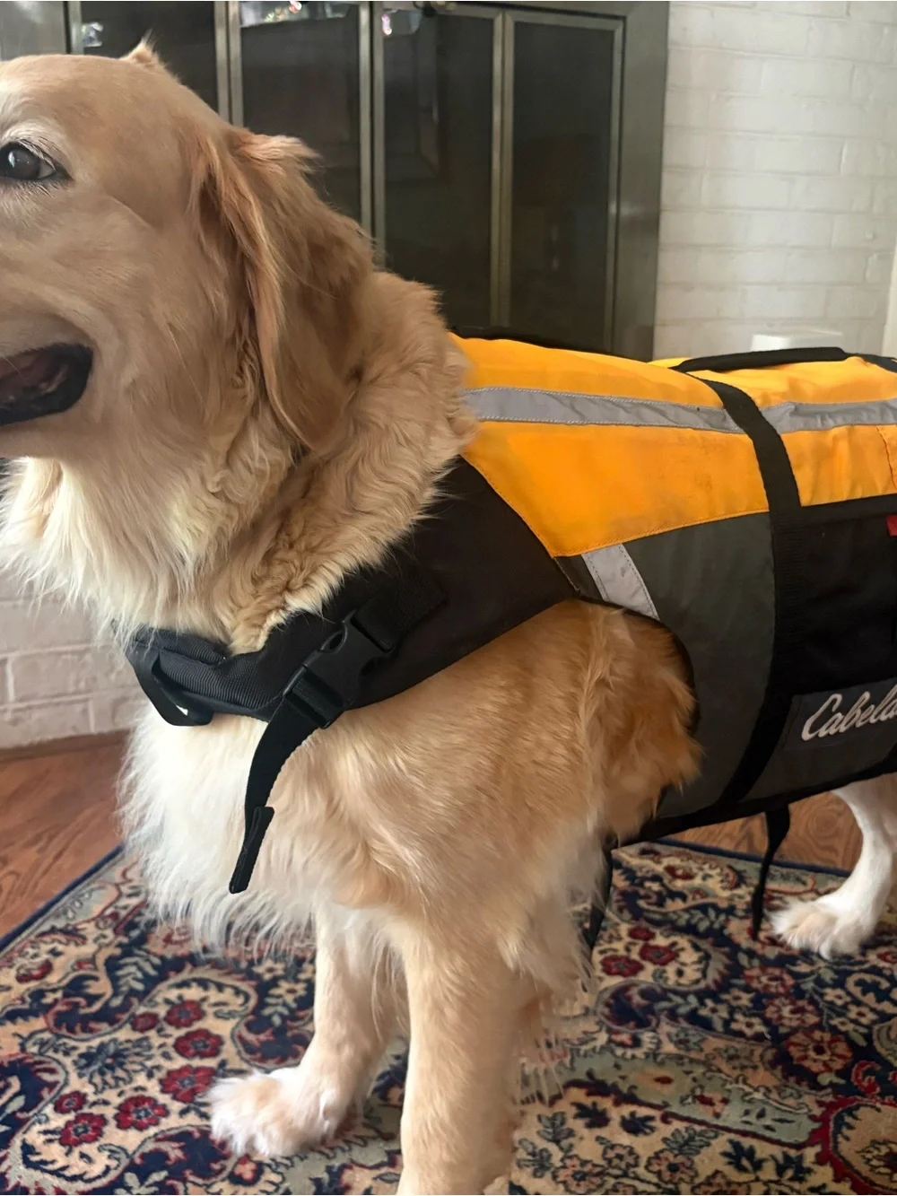Life Vest / PFD for dogs